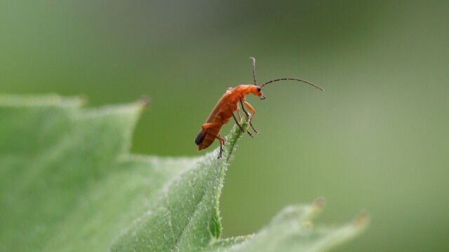 Red soldier beetle on a leaf.