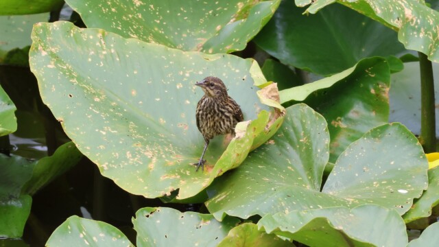 Female blackbird on a lily pad.
