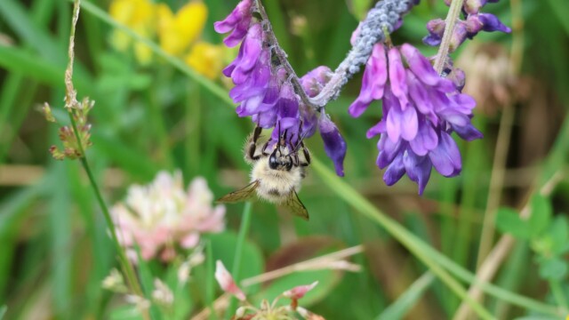 Bumblebee doing some upside down pollinating.
