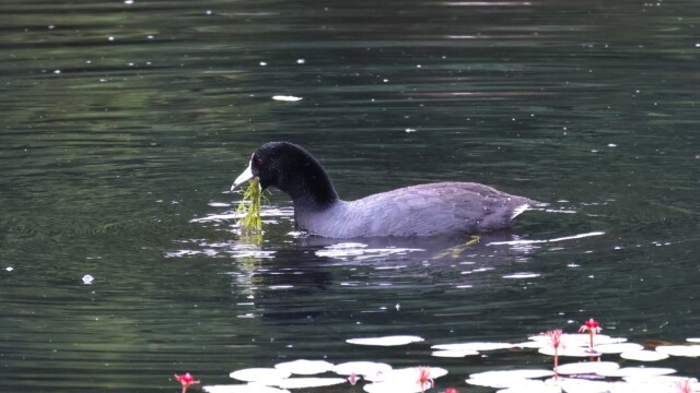Despite appearance, this American Coot is eating, not barfing.