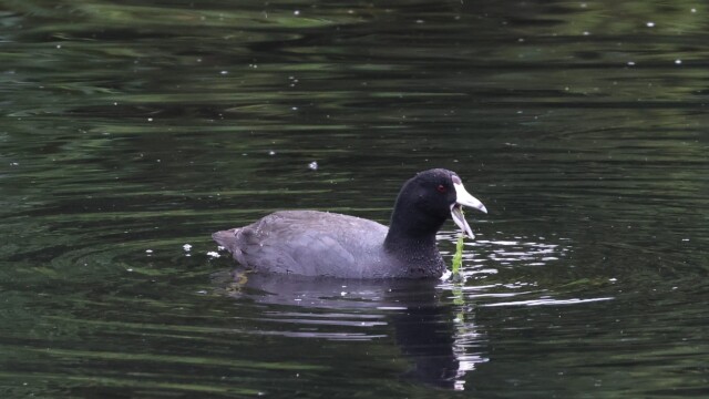 This is the coot just being a coot.