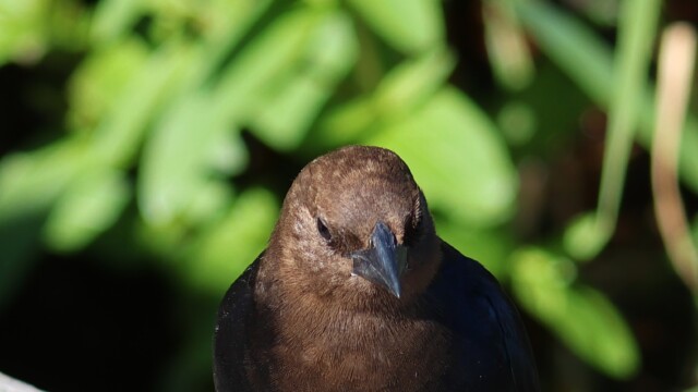 Male Brown-headed Cowbird judging you.