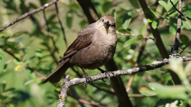 Female Brown-headed Cowbird looking off quizzically.