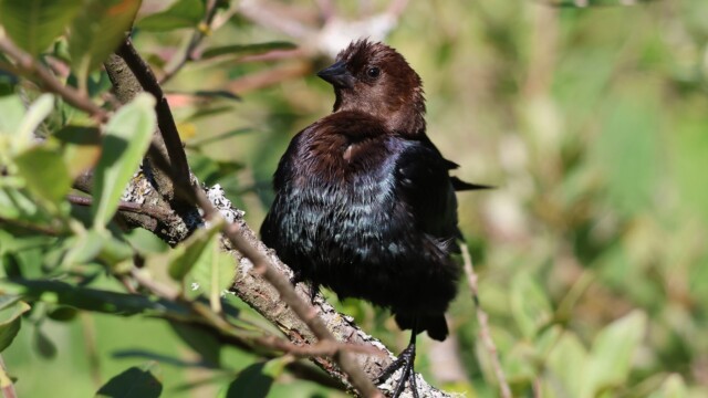 A cowbird after having a bath.