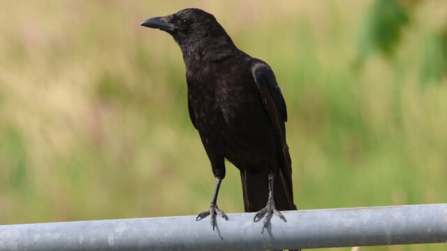 American crow on a steel railing.