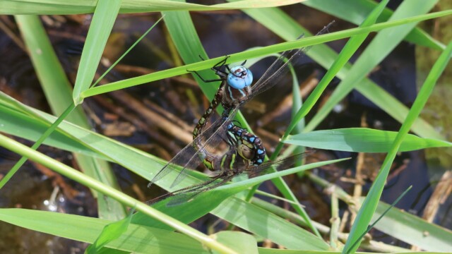 When a mommy dragonfly and a daddy dragonfly love each other very much…
