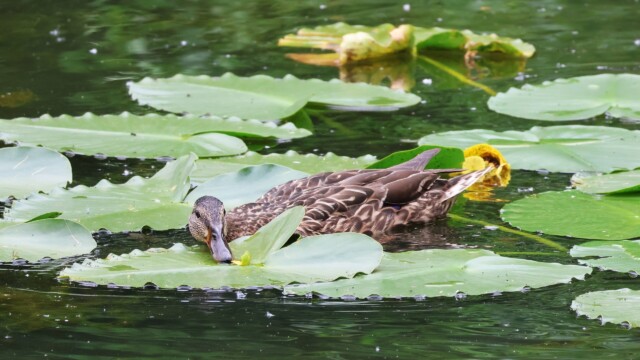 Mallard appearing to rest her head on a lily pad.