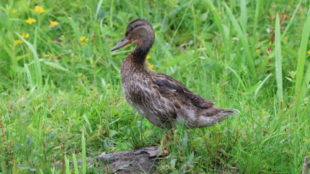 These three photos were snapped while this mallard was in a grooming frenzy.