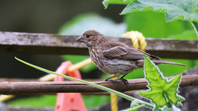 House Finch in the garden.