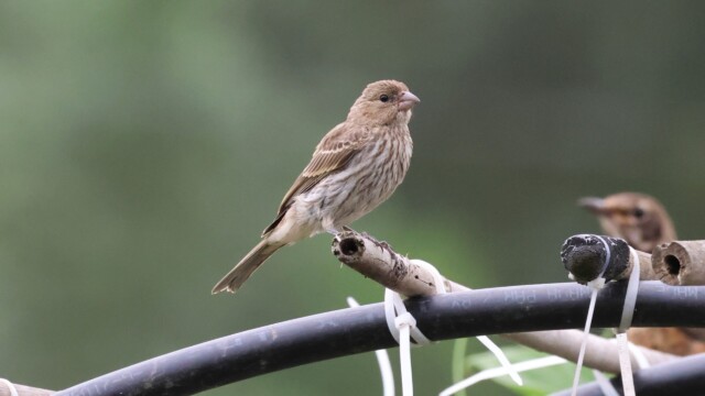 House Finch perched, with a young robin in the background.
