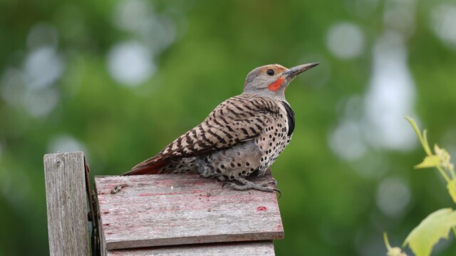 Northern Flicker in the garden.