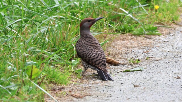 Northern Flicker on the path.