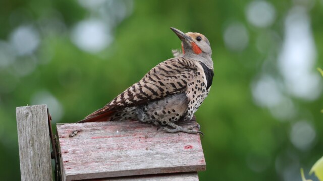 Flicker looking back.