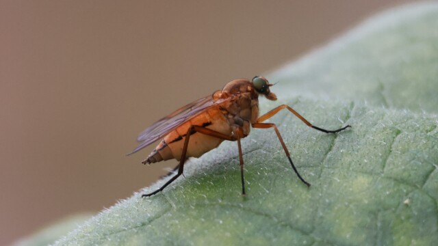 Some kind of fly thingie.