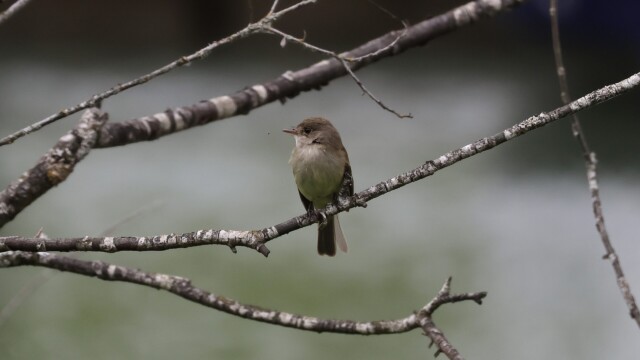 A Willow Flycatcher with a nearby fly.