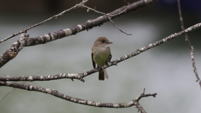 Willow Flycatcher looking right.