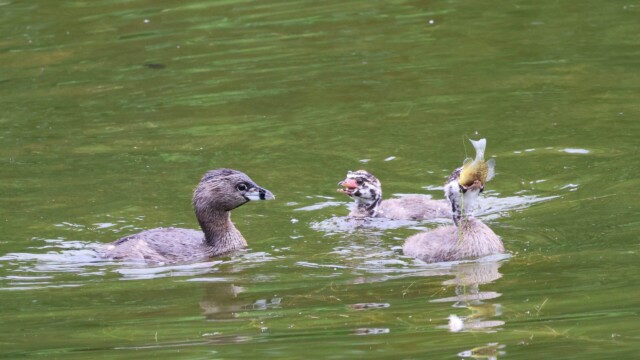 A young Pied-billed Grebe gulping down a fish brought by the parent on the left.