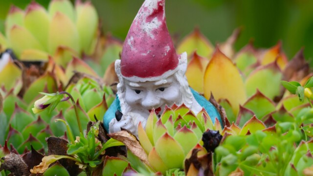 A gnome up to no good.