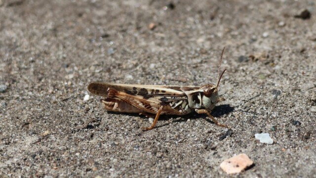 A grasshopper of some sort, between hops.