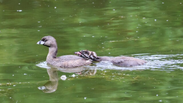 Parent and a slightly clingy youngster who maybe wants food RIGHT NOW.
