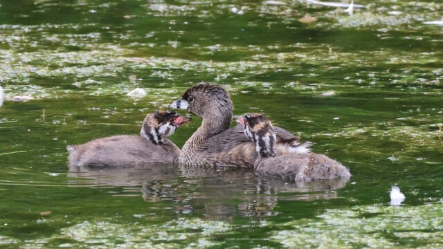 Pied-billed Grebe family portrait.
