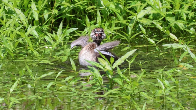 A young Pied-billed Grebe showing off its winglets.