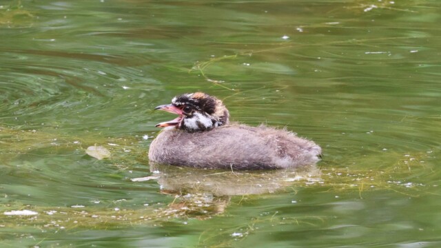 A young grebe yawning or, likelier, demanding food.