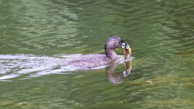 Parent Grebe bringing home a meal for the youngster.