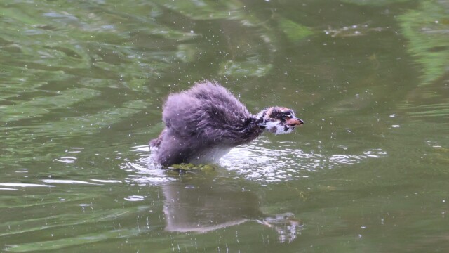 Grebe, some day to fly.