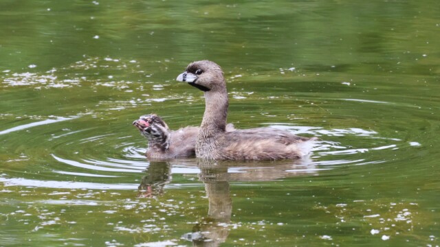 Parent and child on the move.