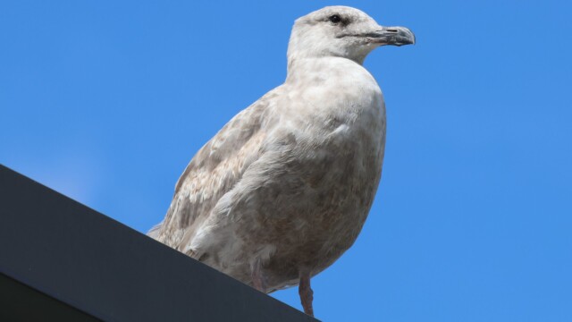 A Glaucous-winged Gull perched atop a McDonald's. He's lovin' it.