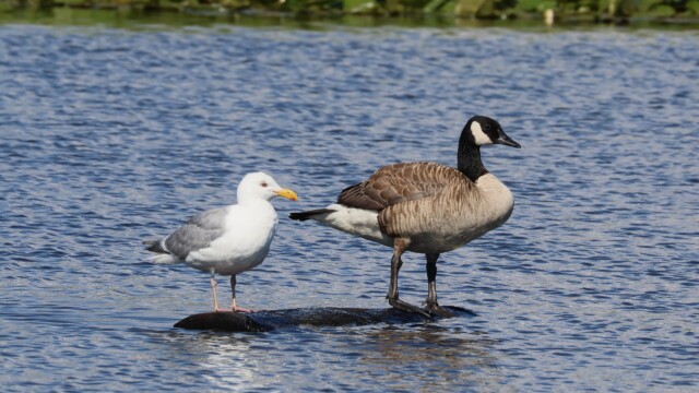 A gull and a goose walk into a bar...