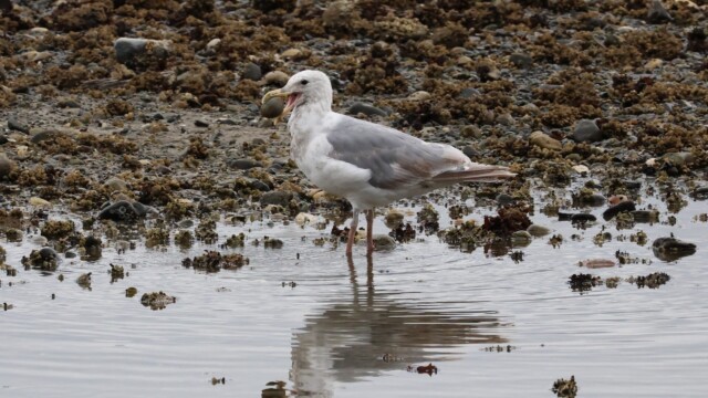 Seagull happy as a clam.