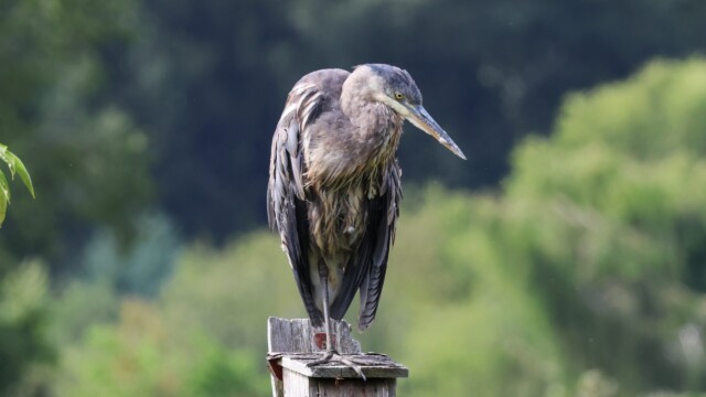 Broody young Great Blue Heron.