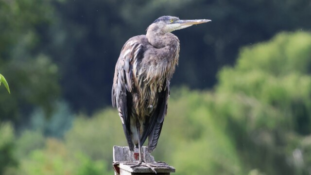 Heron pondering, perhaps.