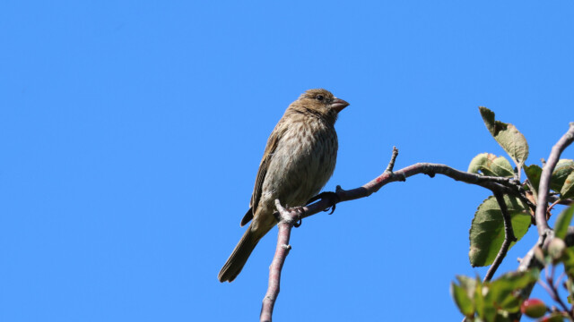House Finch in a tree.