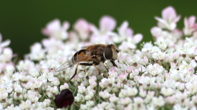 A Hover Fly on a flower, pretending to be a bee.
