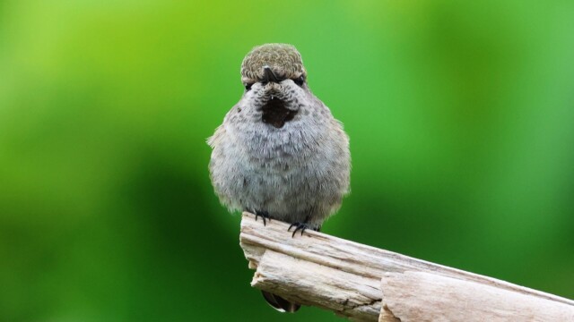 An Anna's Hummingbird engaged in a staring contest with the camera.
