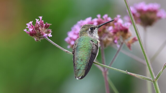 Anna's Hummingbird sitting pretty.