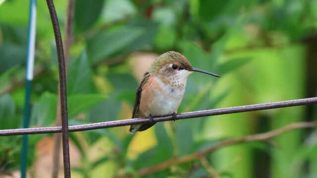 A young Anna's Hummingbird taking a breather.