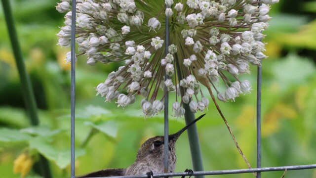 Anna's Hummingbird getting ready to feed.