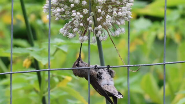 Anna's Hummingbird getting nectar from a flower in the community garden.