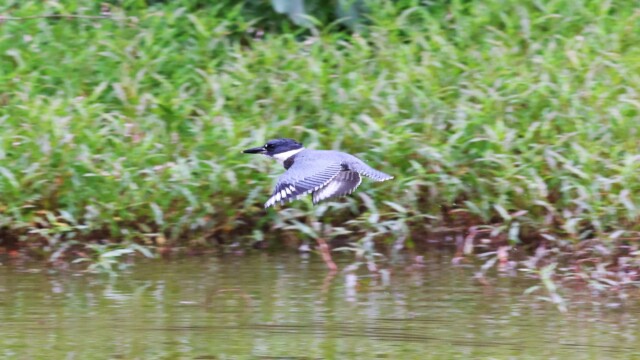 Eastern Kingfisher taking wing.