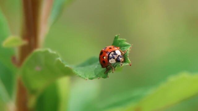 A ladybug on a leaf.