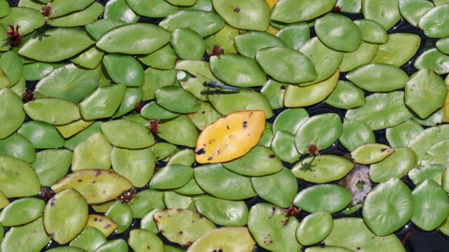 Lily pads at Blakeburn Lagoons, with dragonfly.