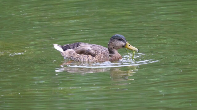 Nothing yummier than slimy greens, straight from the pond.