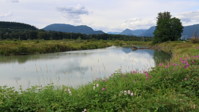 Coquitlam River.