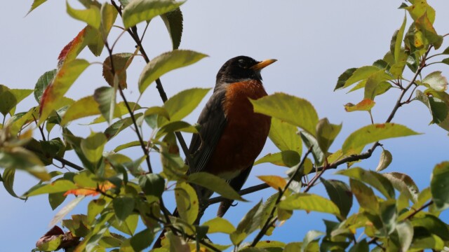 American Robin in a tree.
