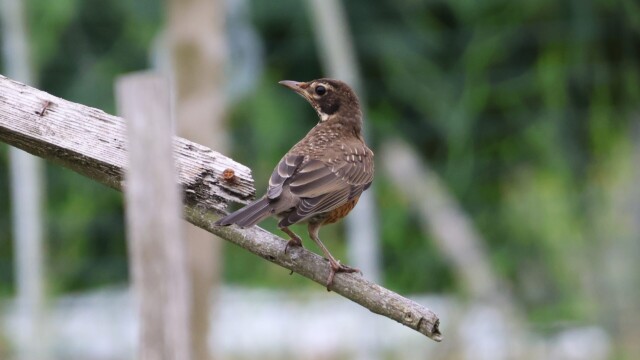 An immature American Robin hanging out.