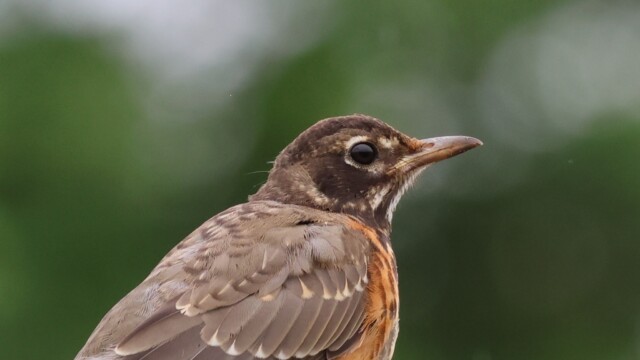 Close-up of an immature American Robin.